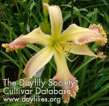 Daylily Cooler than Me